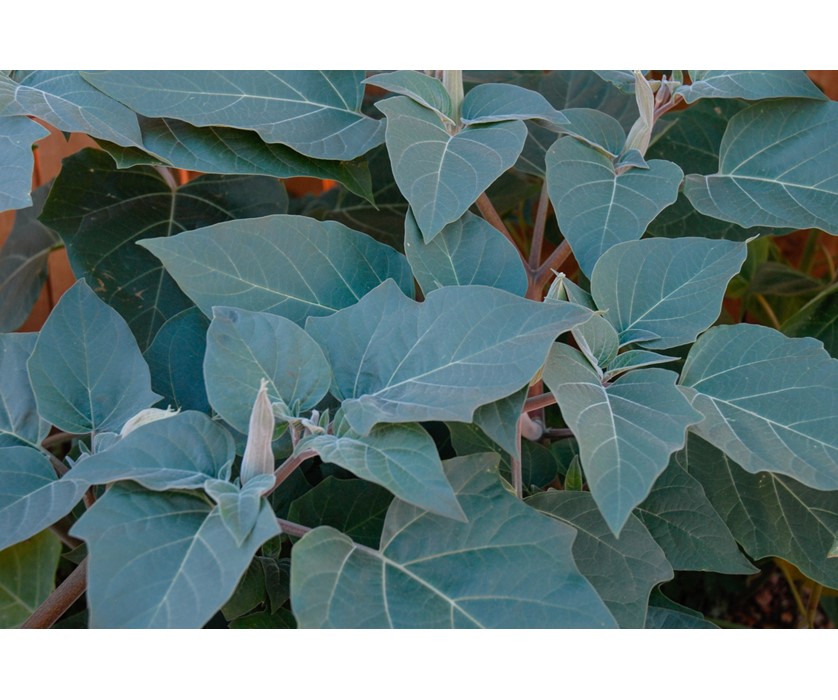 Sacred Datura